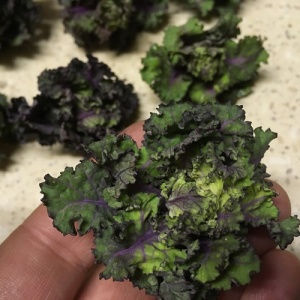 Kalettes Garden Mix - Flower Sprout